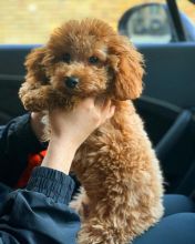 contact us at (simard19853@gmail.com) if you are ready to adopt this cute Cavapoo puppies
