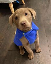 Cute brown and black labrador puppies for adoption