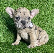 Extremely Cute French Bulldog puppies ready for adoption.