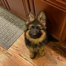 German Shepherd Puppies For Adoption( hillsj934@gmail.com )