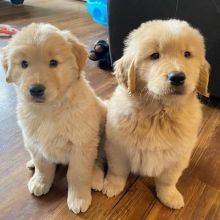 Golden Retriever Puppies for Adoption(marystacks68@gmail.com)