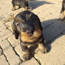 Handsome bassotto puppies ready for adoption