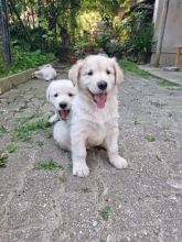 Labrador puppies for adoption ( christcheryl230@gmail.com)
