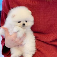 male and female MALTESE puppies for adoption