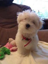 Maltese Puppies For Adoption(wendyhooker681@gmail.com)