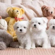 Maltese Puppies For Adoption(wendyhooker681@gmail.com)