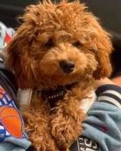 Marvelous Cavapoo puppies ready to be rehomed