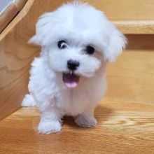 Pedigree Teacup Maltese Puppies Available.Email at (morganschannely@gmail.com)