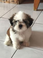 Shih Tzu Puppies for adoption (wagnerkim038@gmail.com)