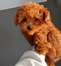 take a look at this cute Toy poodle puppies we are given out for free adoption