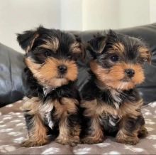 Yorkshire Puppies For Adoption (sophiaclancy446@gmail.com)