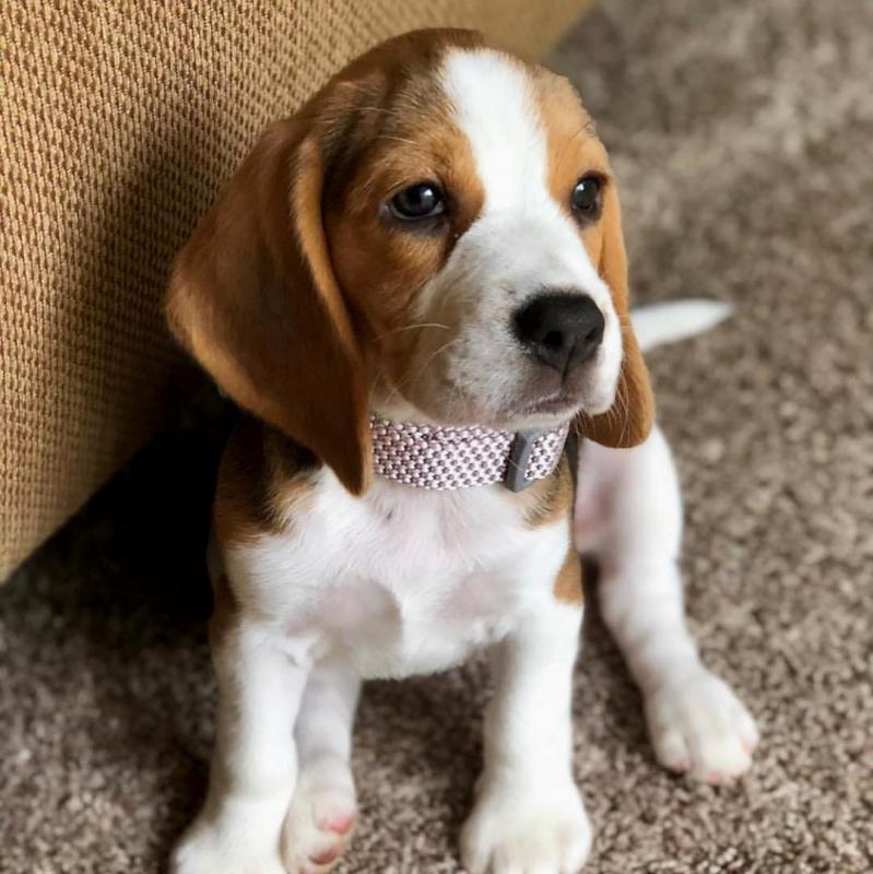 beagle Puppies for Adoption (cleansalicia86@gmail.com) Image eClassifieds4u