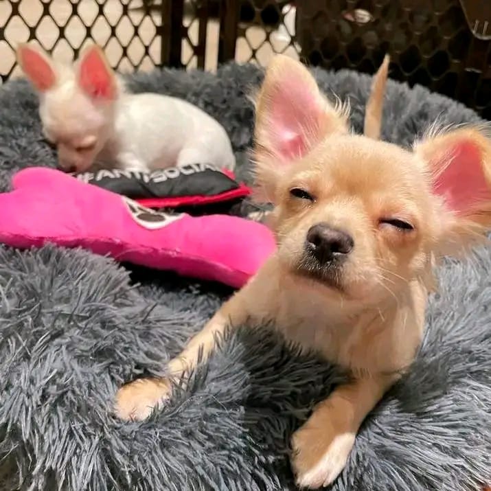 Chichuachua Puppies for Adoption(melindatyree343@gmail.com) Image eClassifieds4u