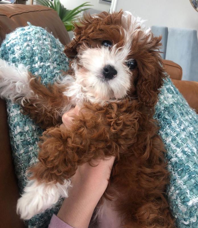 contact us at (simard19853@gmail.com) if you are ready to adopt this cute Cavapoo puppies Image eClassifieds4u