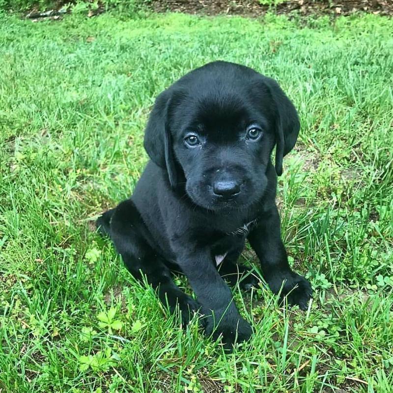 Cute brown and black labrador puppies for adoption Image eClassifieds4u