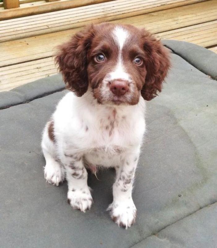 English Springer Spaniels Puppies needing a new home. Image eClassifieds4u
