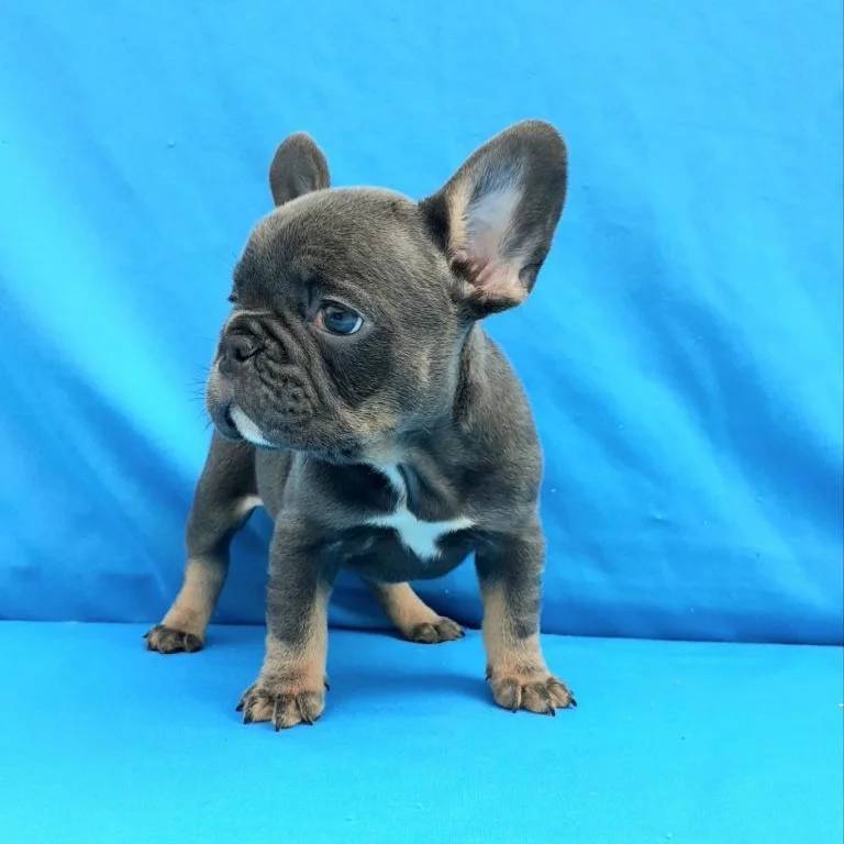 Extra Charming French Bulldog Puppies Ready For Adoption.Email at (feillenpiperakrajick@gmail.com) Image eClassifieds4u