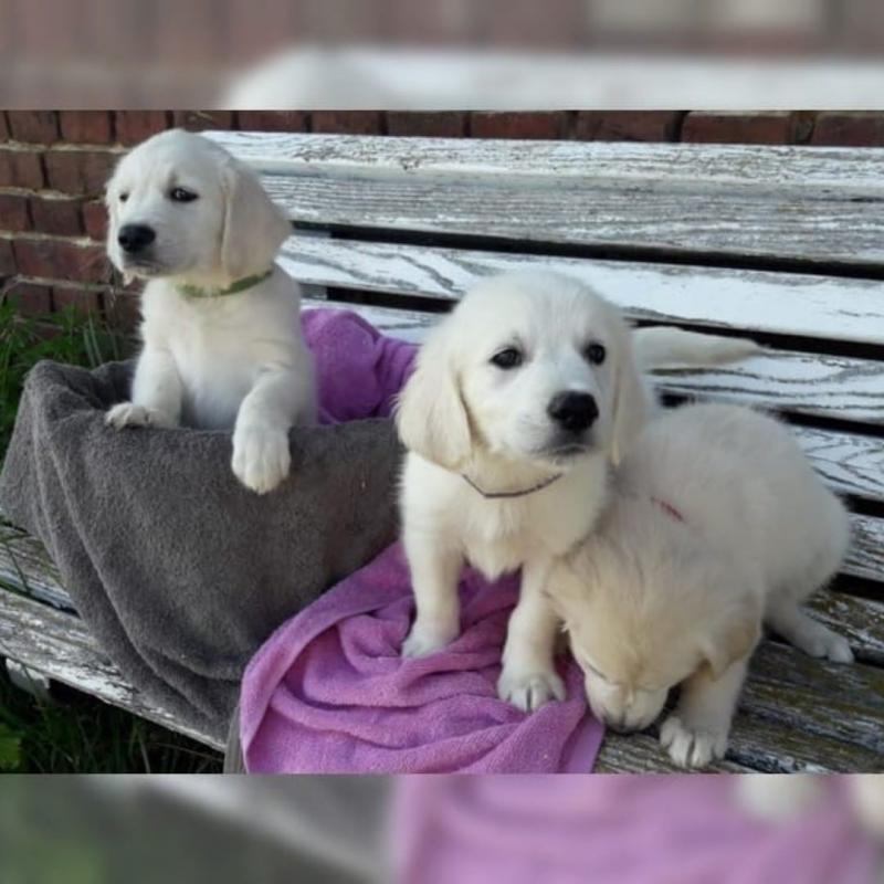 Golden retriever puppies for re-homing Image eClassifieds4u