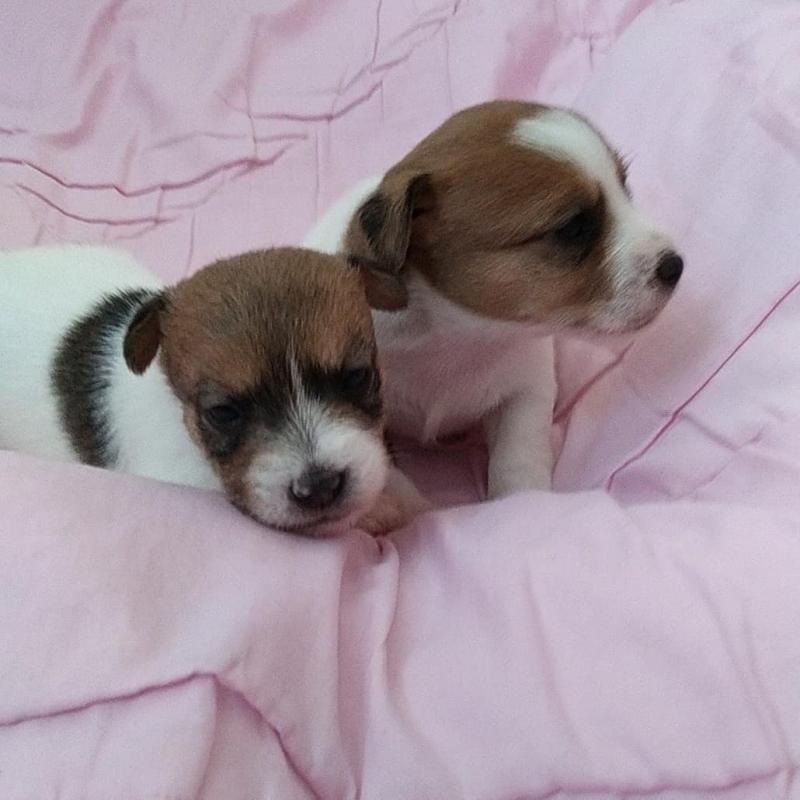 Jack russel male and femal puppies looking for a new home Image eClassifieds4u