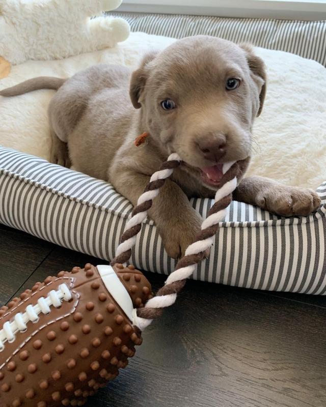 labrador puppies available for free adoption Image eClassifieds4u