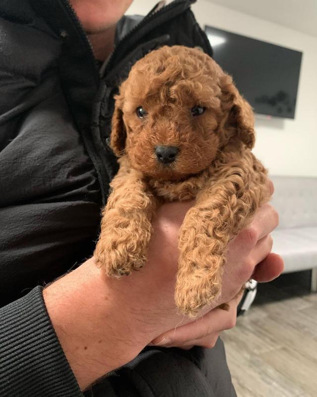 look guys at this two cute cavapoo puppies searching for a new home Image eClassifieds4u