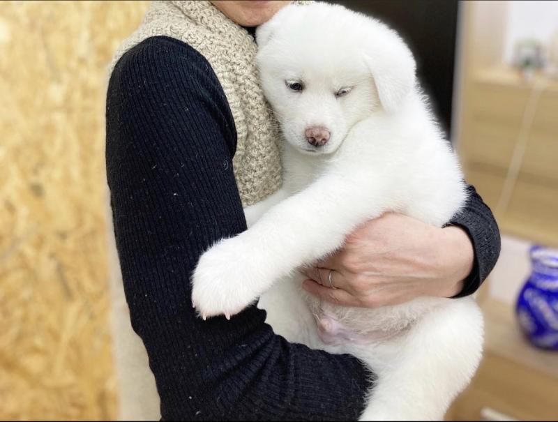 lovable white and brown rescue akita inu puppies for free adoption Image eClassifieds4u