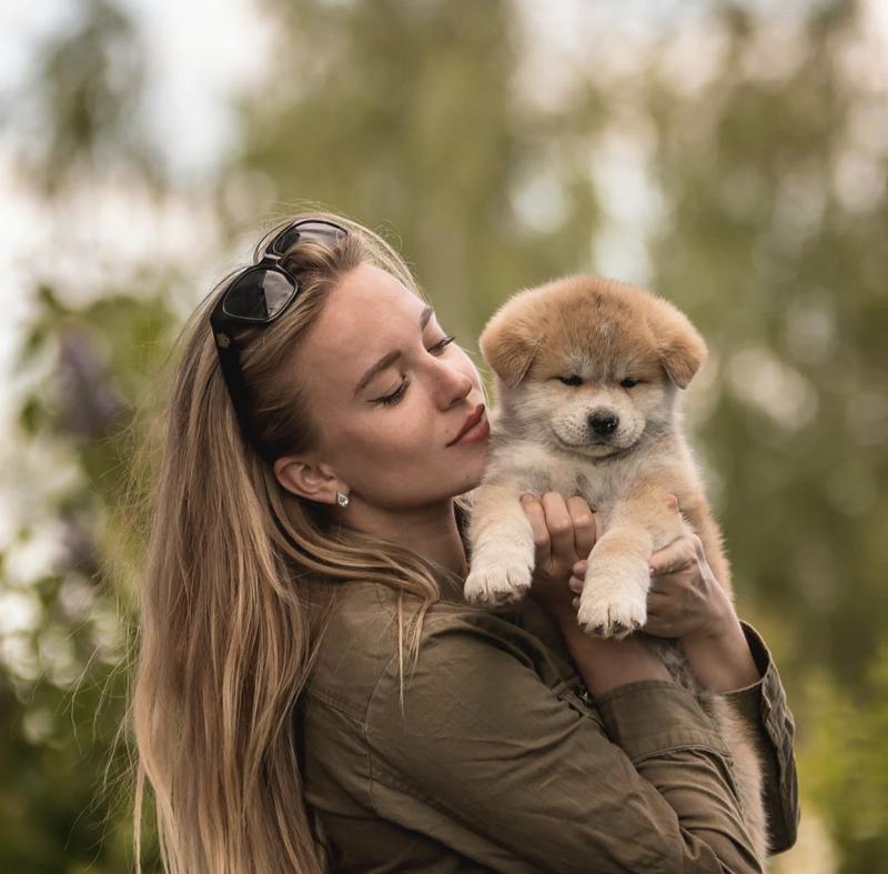lovable white and brown rescue akita inu puppies for free adoption Image eClassifieds4u