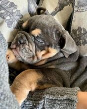 Energetic and very strong ENGLISH BULLDOG puppies for free adoption Image eClassifieds4u 2