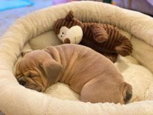 Energetic and very strong ENGLISH BULLDOG puppies for free adoption Image eClassifieds4u 1