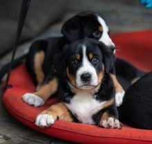 GREATER SWISS MOUNTAIN DOG PUPPIES NOW READY! Image eClassifieds4u 3