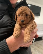 look guys at this two cute cavapoo puppies searching for a new home Image eClassifieds4u 1