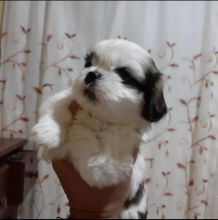 lovely Shitzu puppies available for free adoption Image eClassifieds4u 2