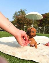 Miniature dachshunds pups for sale Image eClassifieds4u 4