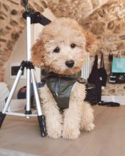 poodle puppies now available for free adoption Image eClassifieds4u 1