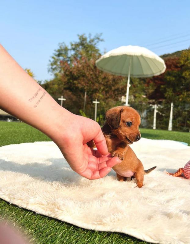 Miniature dachshunds pups for sale Image eClassifieds4u