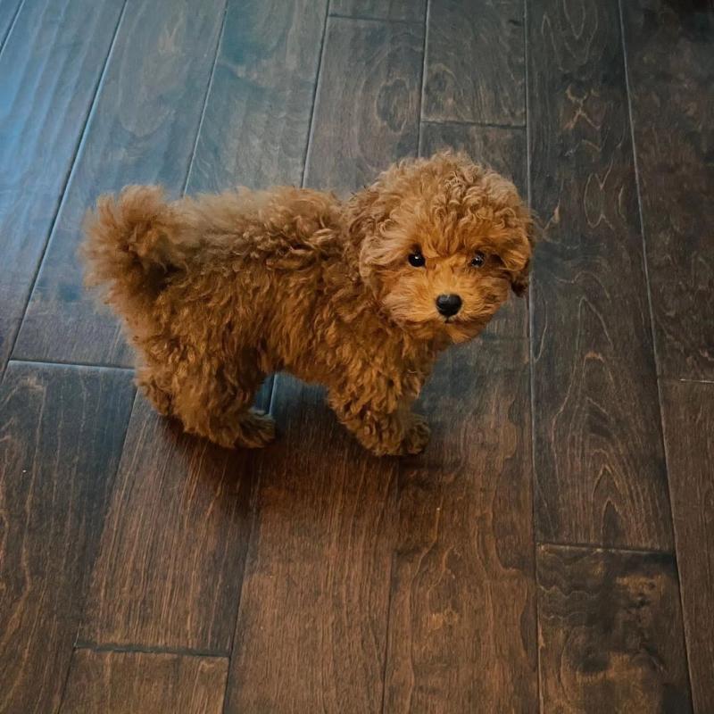 Poodles Puppies For Adoption(cailleeuwlinda@gmail.com) Image eClassifieds4u