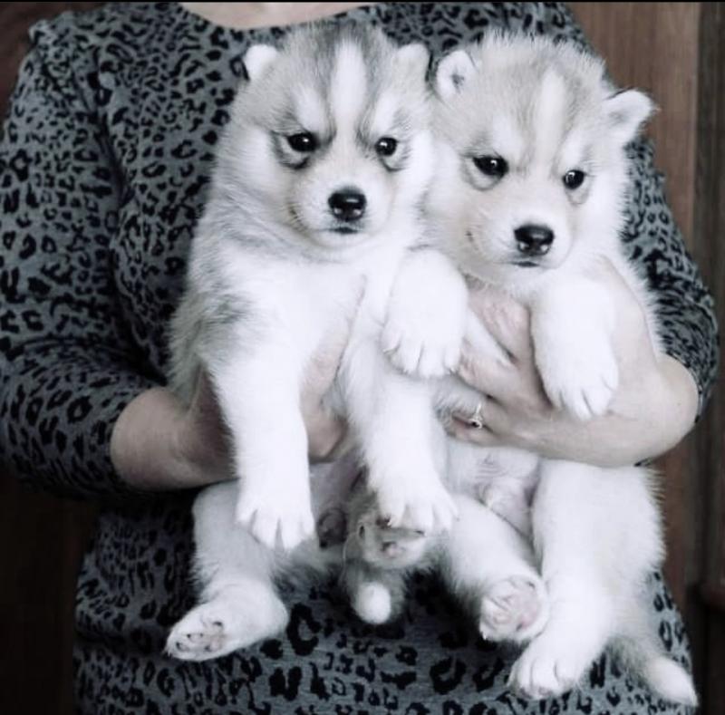 Siberian husky puppies available fo free adoption Image eClassifieds4u