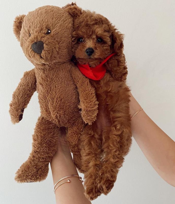 toy poodle puppies for free adoption , male and female available Image eClassifieds4u