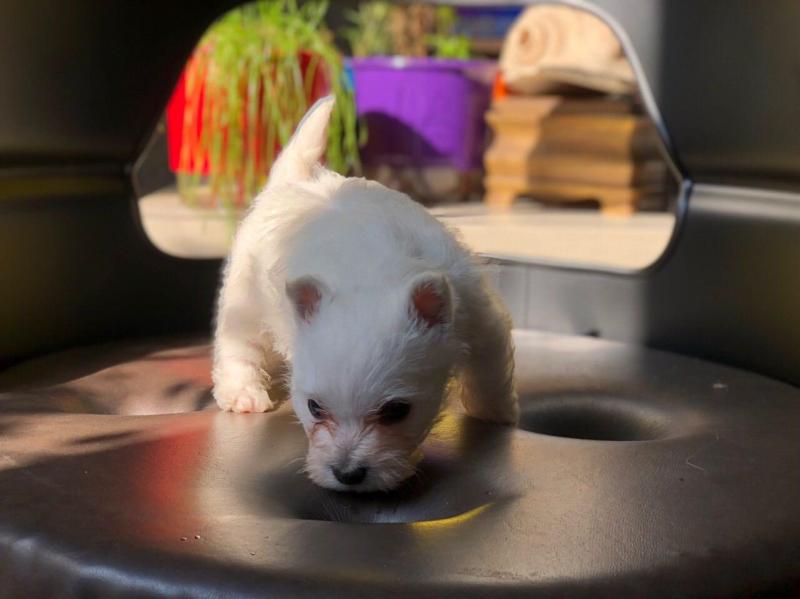 Stunning West Highland White Terrier Babies Image eClassifieds4u