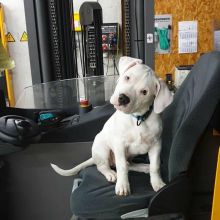 Awesome Dogo Argentino puppies.