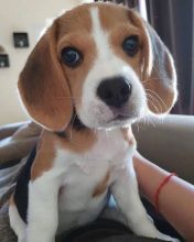 beagle Puppies for Adoption (cleansalicia86@gmail.com)