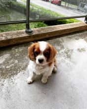 cavalier king charles spaniel puppies for adoption (gifforddeborah19@gmail.com )