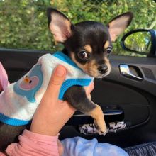 contact us at (simard19853@gmail.com) if you are ready to adopt this cute Chihuahua puppies