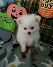 Gorgeous Male and Female pomeranain puppies