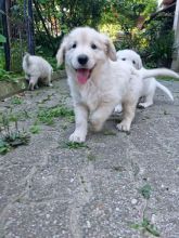 Labrador puppies for adoption (christcheryl230@gmail.com )