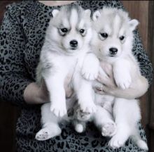 Siberian husky puppies available fo free adoption