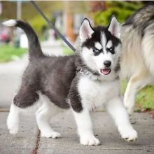 Siberian Husky Puppies For Adoption( danisburnsdanis@gmail.com)
