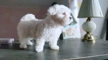 Maltese Puppies For Adoption(wendyhooker681@gmail.com) Image eClassifieds4U