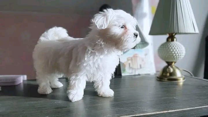 Maltese Puppies For Adoption(wendyhooker681@gmail.com) Image eClassifieds4u