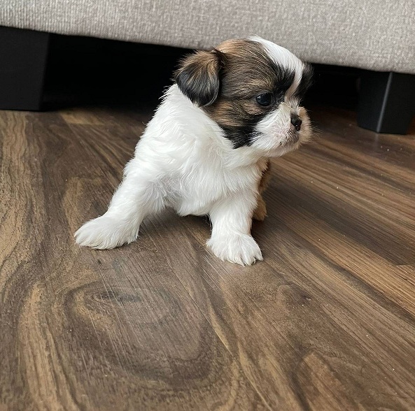 MALE and FEMALE SHIH TZU PUPPIES Image eClassifieds4u